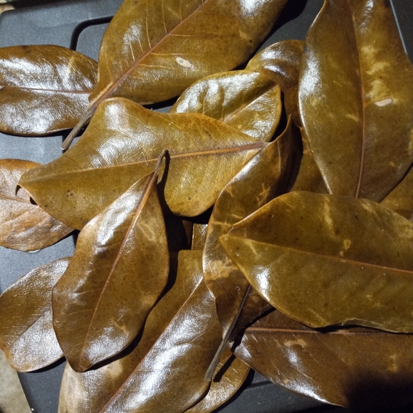 Magnolia leafs Hand Selected and Barn Dried in Summer Season Ready for  purchase - Picture 2 of 4